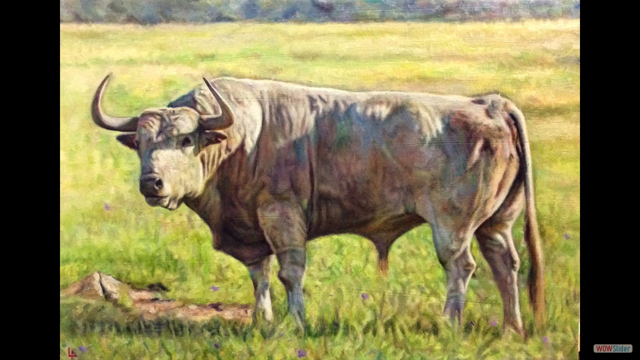 Ombú. 38 x 55 cms. Óleo sobre lienzo.